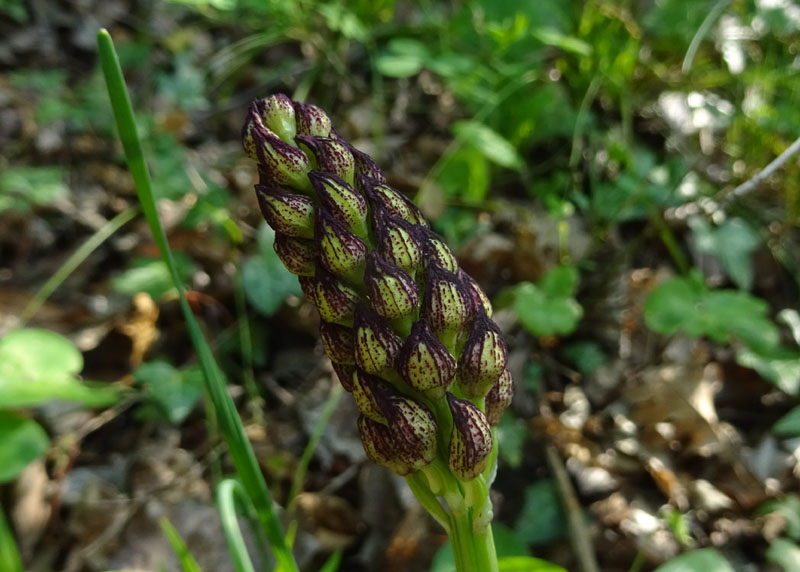 Orchis purpurea